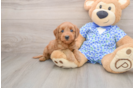 Hypoallergenic Mini Goldiepoo Poodle Mix Puppy
