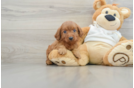 Best Mini Goldendoodle Baby