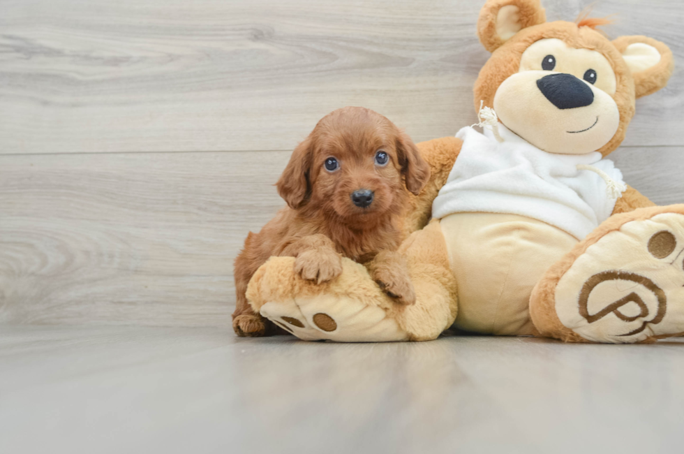 6 week old Mini Goldendoodle Puppy For Sale - Pilesgrove Pups