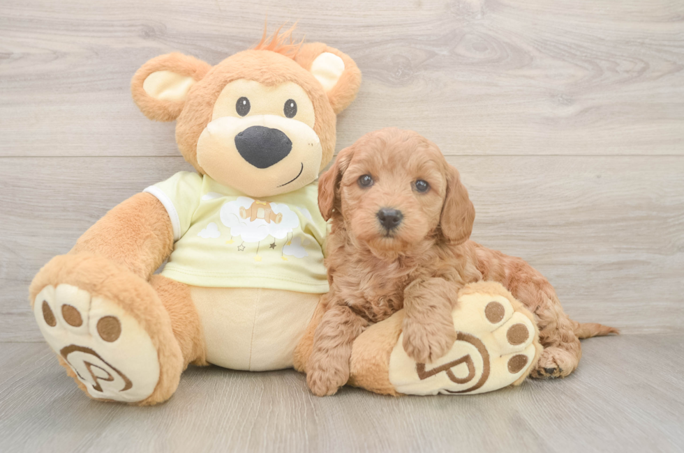 5 week old Mini Goldendoodle Puppy For Sale - Pilesgrove Pups