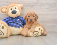 6 week old Mini Goldendoodle Puppy For Sale - Pilesgrove Pups