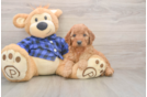Mini Goldendoodle Puppy for Adoption