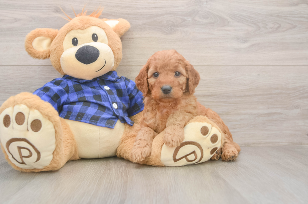 6 week old Mini Goldendoodle Puppy For Sale - Pilesgrove Pups