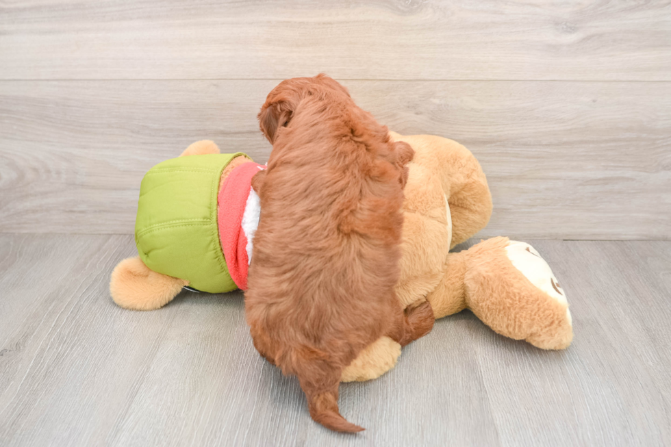 Adorable Golden Retriever Poodle Mix Poodle Mix Puppy