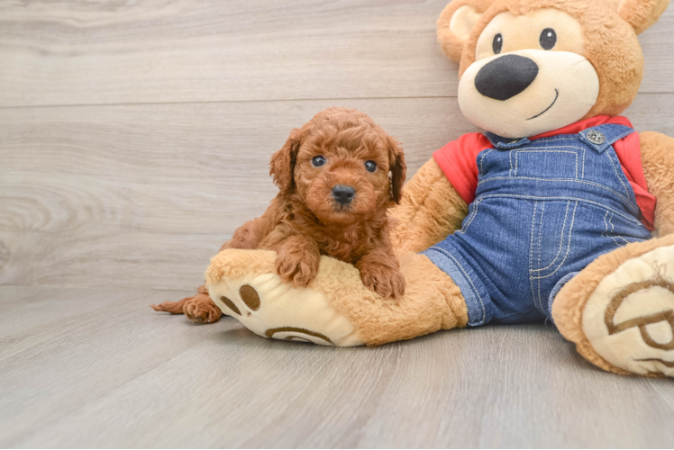 Best Mini Goldendoodle Baby
