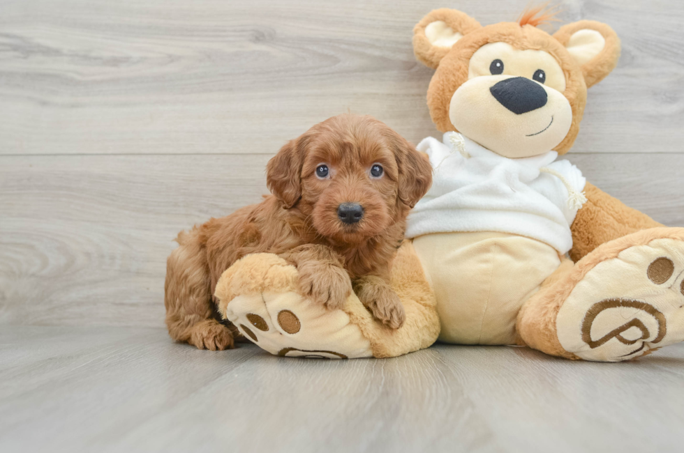 6 week old Mini Goldendoodle Puppy For Sale - Pilesgrove Pups