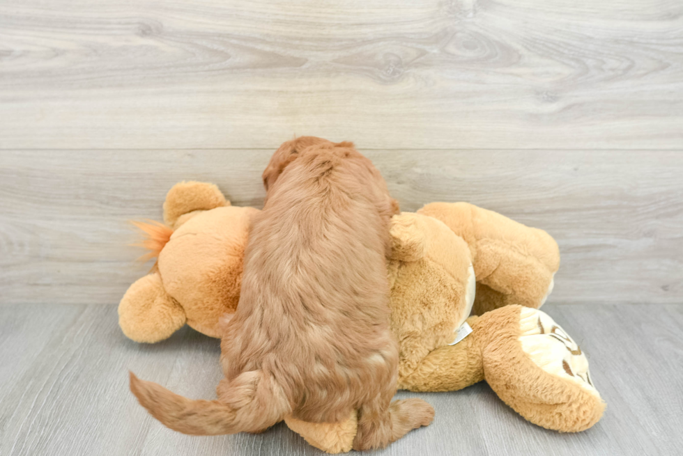 Best Mini Goldendoodle Baby