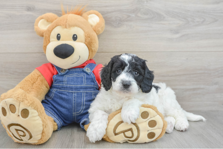 Mini Goldendoodle Pup Being Cute