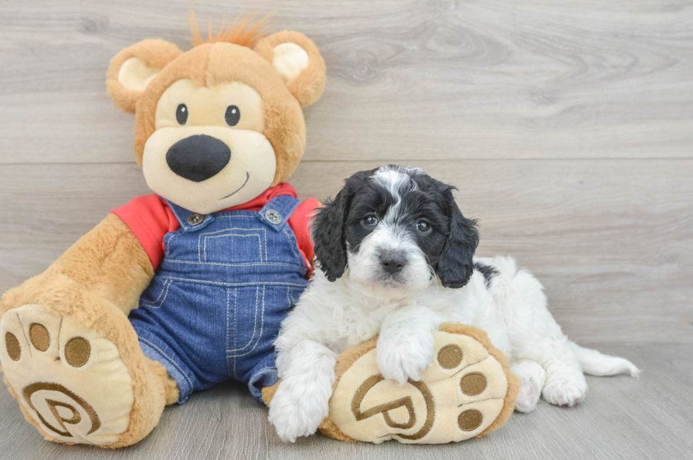 5 week old Mini Goldendoodle Puppy For Sale - Pilesgrove Pups