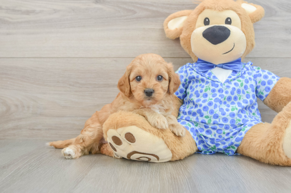 5 week old Mini Goldendoodle Puppy For Sale - Pilesgrove Pups
