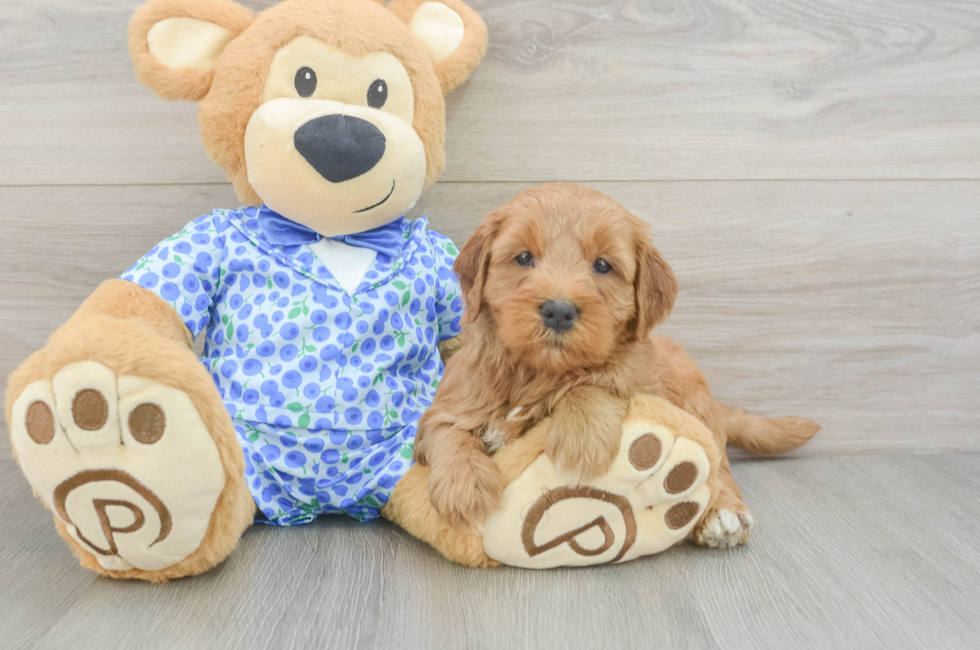 5 week old Mini Goldendoodle Puppy For Sale - Pilesgrove Pups