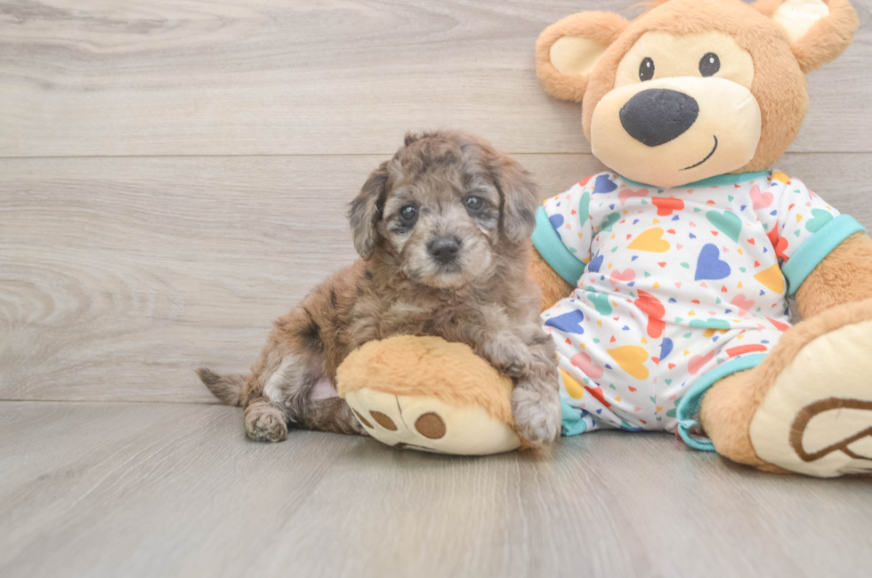 5 week old Mini Goldendoodle Puppy For Sale - Pilesgrove Pups