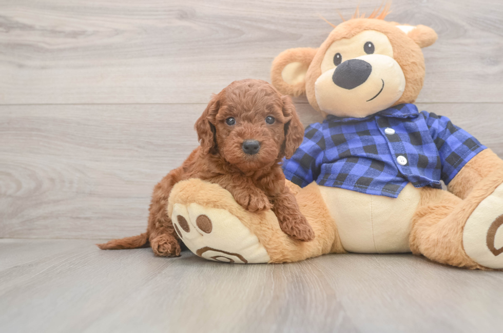 6 week old Mini Goldendoodle Puppy For Sale - Pilesgrove Pups