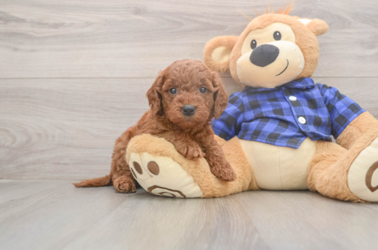 Cute Mini Goldendoodle Baby