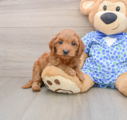 7 week old Mini Goldendoodle Puppy For Sale - Pilesgrove Pups