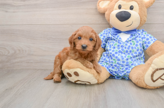 Mini Goldendoodle Pup Being Cute