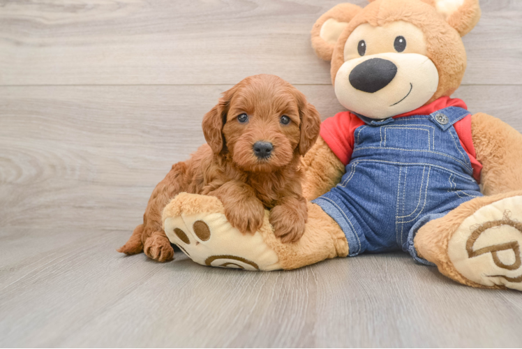 Popular Mini Goldendoodle Poodle Mix Pup