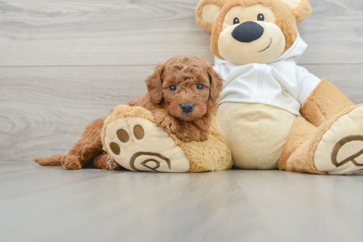 Small Mini Goldendoodle Baby