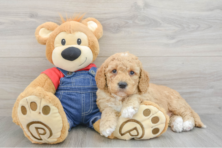 Best Mini Goldendoodle Baby