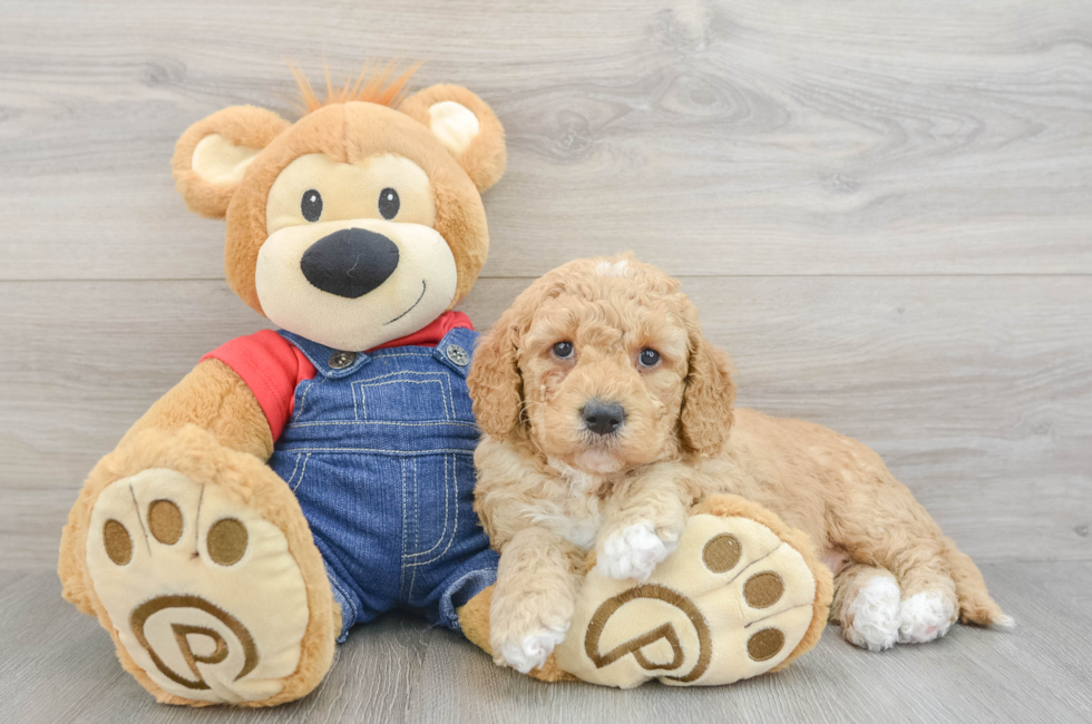 5 week old Mini Goldendoodle Puppy For Sale - Pilesgrove Pups