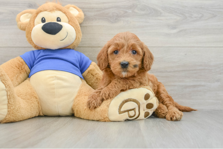 Mini Goldendoodle Pup Being Cute