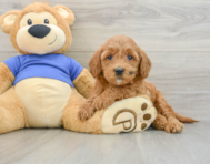 8 week old Mini Goldendoodle Puppy For Sale - Pilesgrove Pups