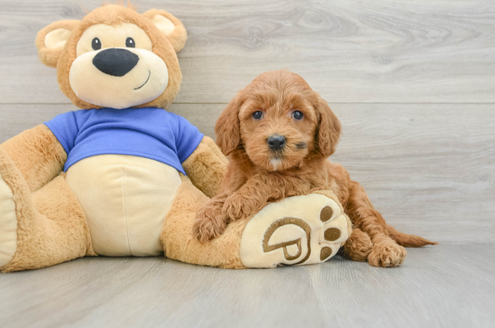 6 week old Mini Goldendoodle Puppy For Sale - Pilesgrove Pups