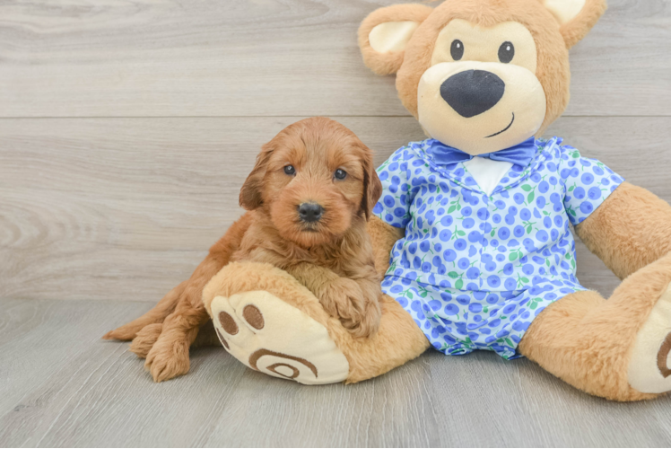 Mini Goldendoodle Pup Being Cute