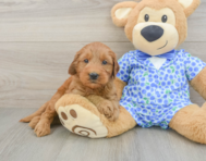 8 week old Mini Goldendoodle Puppy For Sale - Pilesgrove Pups