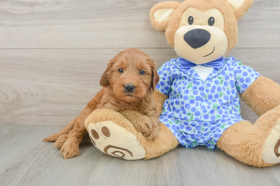 5 week old Mini Goldendoodle Puppy For Sale - Pilesgrove Pups