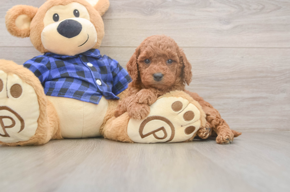 6 week old Mini Goldendoodle Puppy For Sale - Pilesgrove Pups