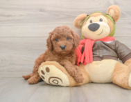 5 week old Mini Goldendoodle Puppy For Sale - Pilesgrove Pups