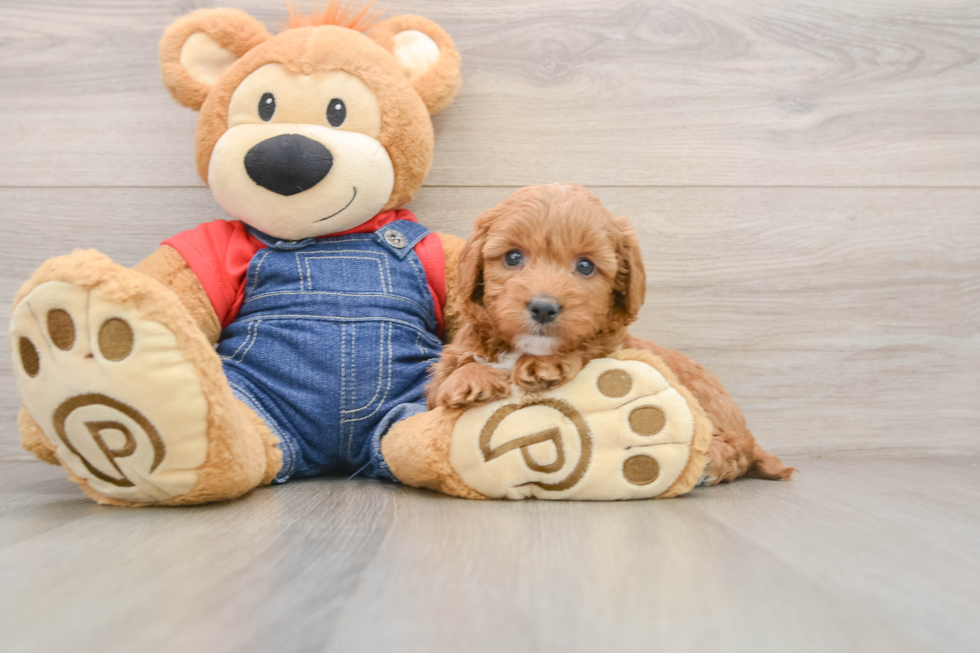 Playful Mini Groodle Poodle Mix Puppy