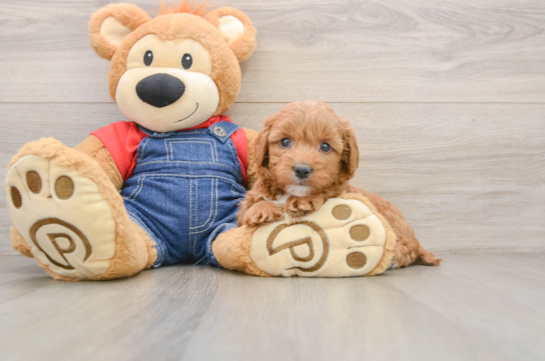 Playful Mini Groodle Poodle Mix Puppy