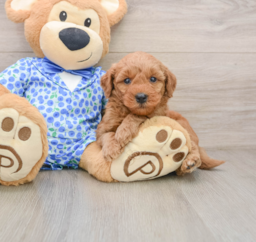 7 week old Mini Goldendoodle Puppy For Sale - Pilesgrove Pups