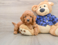 8 week old Mini Goldendoodle Puppy For Sale - Pilesgrove Pups