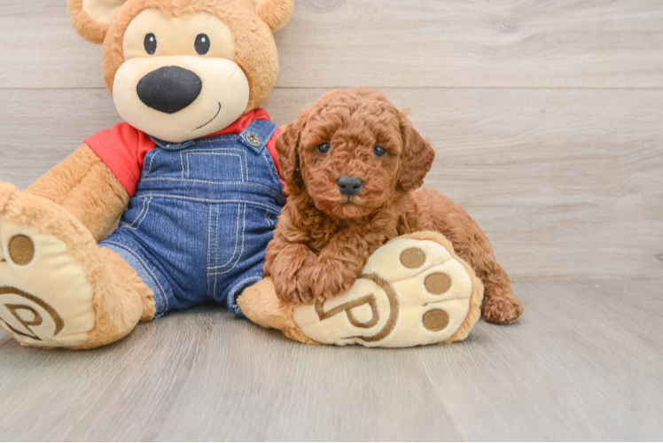 Mini Goldendoodle Pup Being Cute