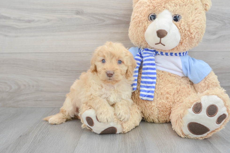 Best Mini Goldendoodle Baby