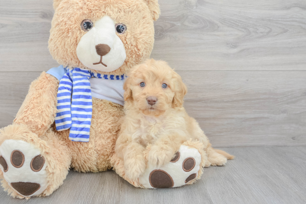 Mini Goldendoodle Pup Being Cute