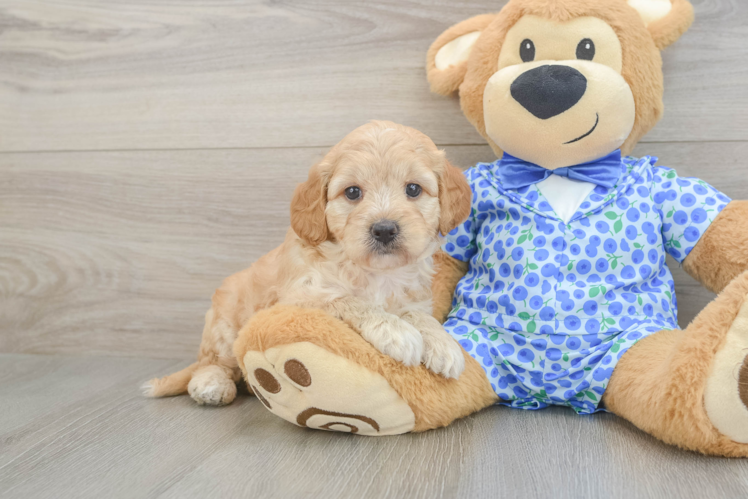 Mini Goldendoodle Pup Being Cute