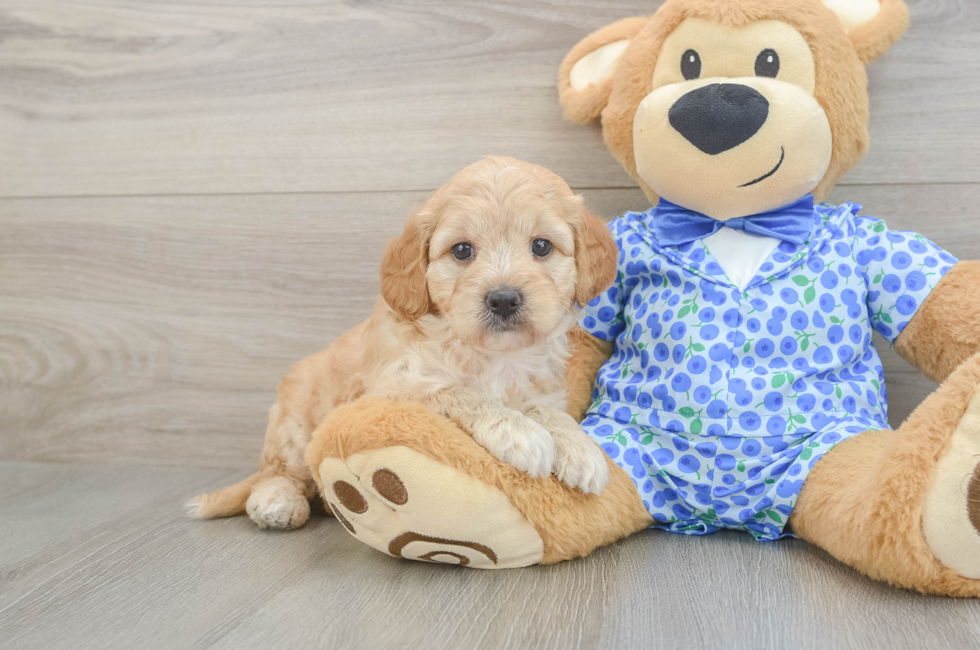 5 week old Mini Goldendoodle Puppy For Sale - Pilesgrove Pups