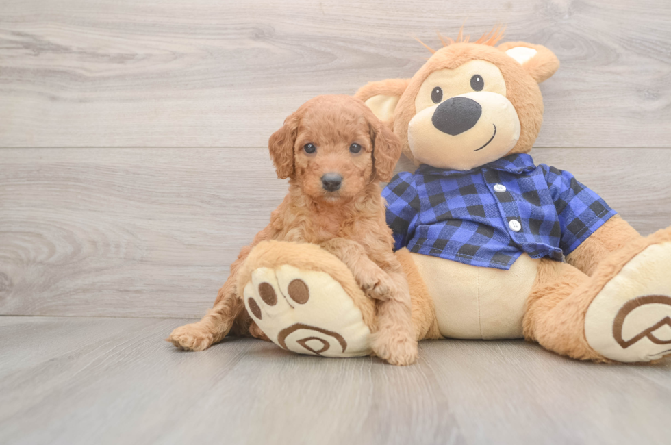 6 week old Mini Goldendoodle Puppy For Sale - Pilesgrove Pups