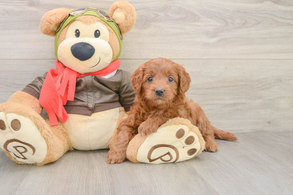 Happy Mini Goldendoodle Baby