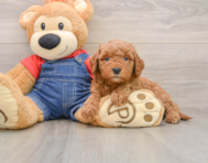 8 week old Mini Goldendoodle Puppy For Sale - Pilesgrove Pups