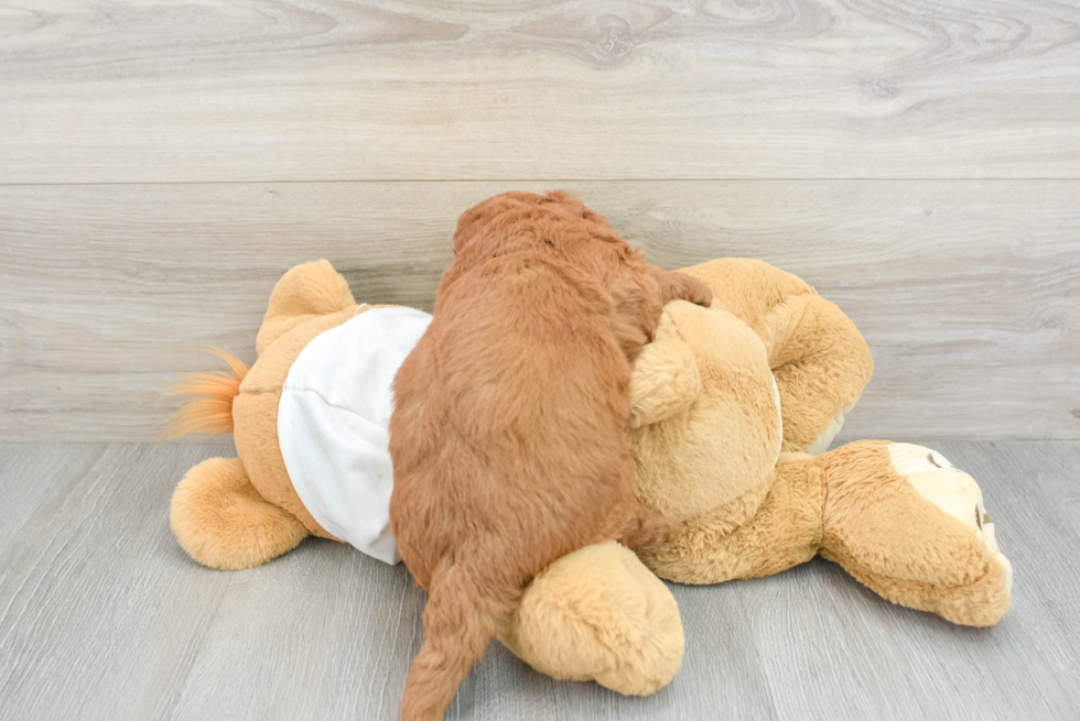 Mini Goldendoodle Pup Being Cute