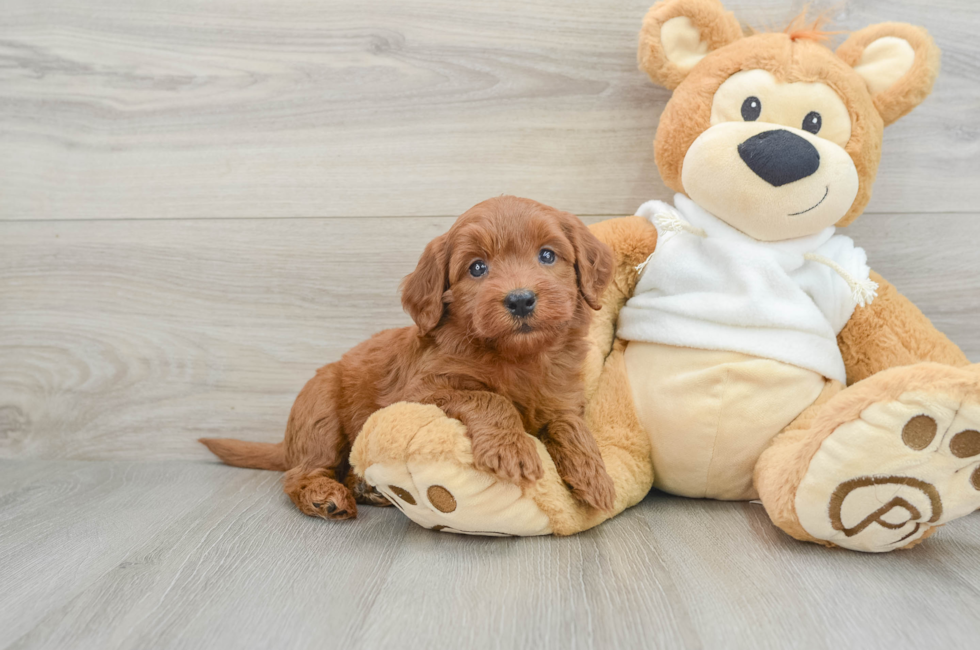 6 week old Mini Goldendoodle Puppy For Sale - Pilesgrove Pups