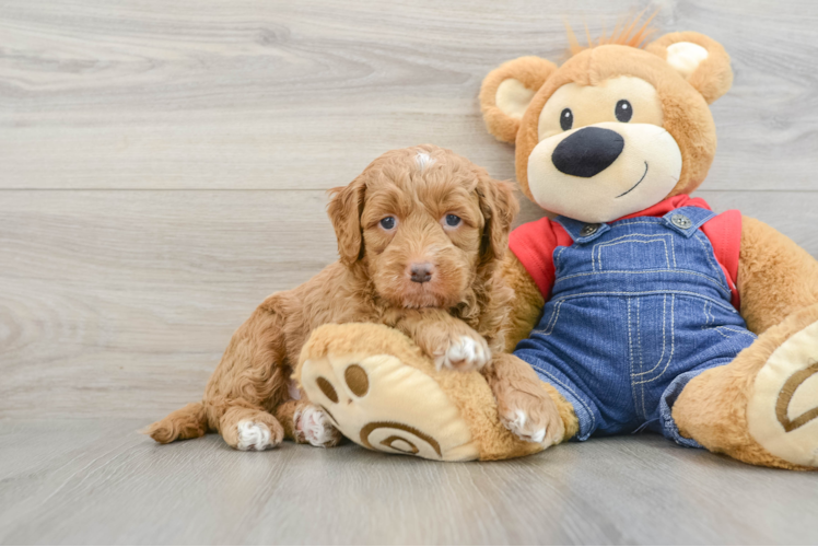 Friendly Mini Goldendoodle Baby