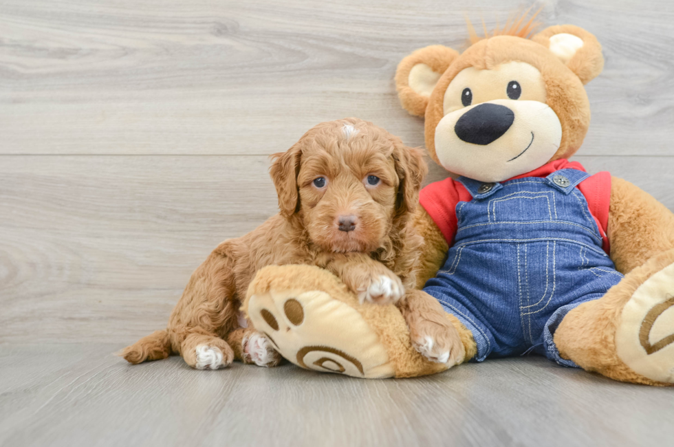 5 week old Mini Goldendoodle Puppy For Sale - Pilesgrove Pups