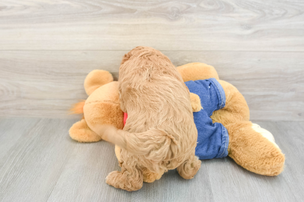 Mini Goldendoodle Pup Being Cute