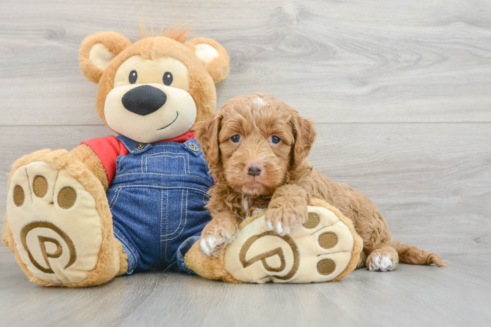 Happy Mini Goldendoodle Baby